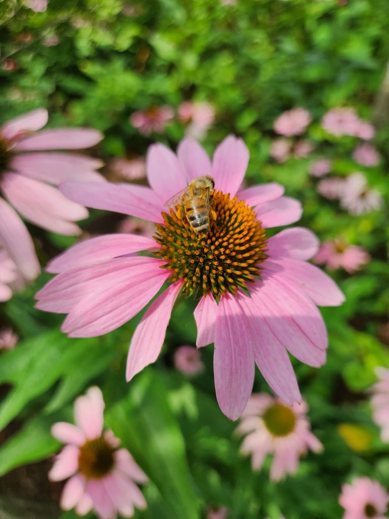 Honeybee on a coneflower in the Virginia Western Arboretum native plants garden. Photo courtesy of Dr. Mallory White.