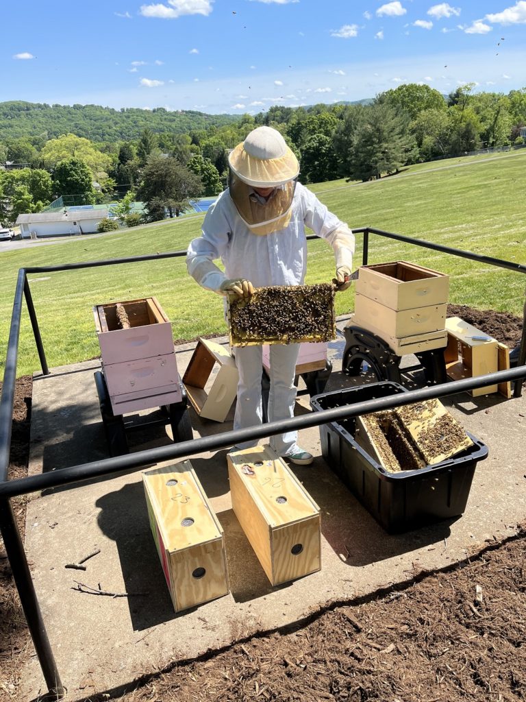 Virginia Western faculty member Jenifer Kurtz (in beekeeping gear) gets bees situated after the Bee Campus Committee moved three nucleus colonies of bees into their new home on campus Friday, May 5. Photo courtesy of Amy White.
