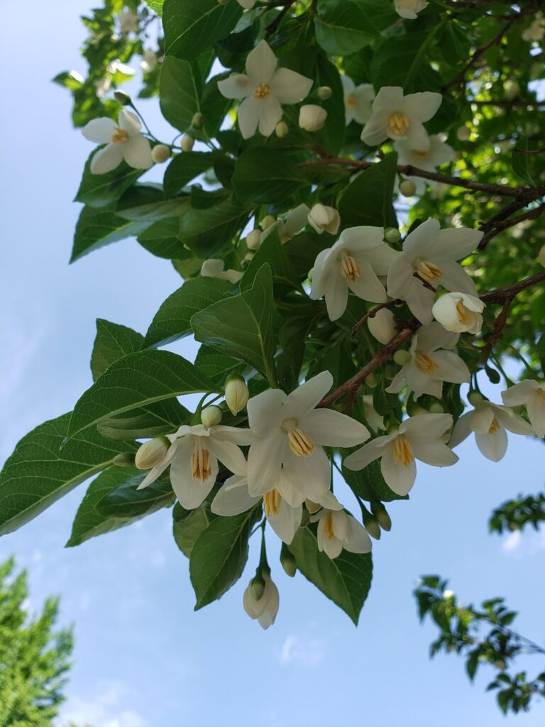 Japanese snowbell