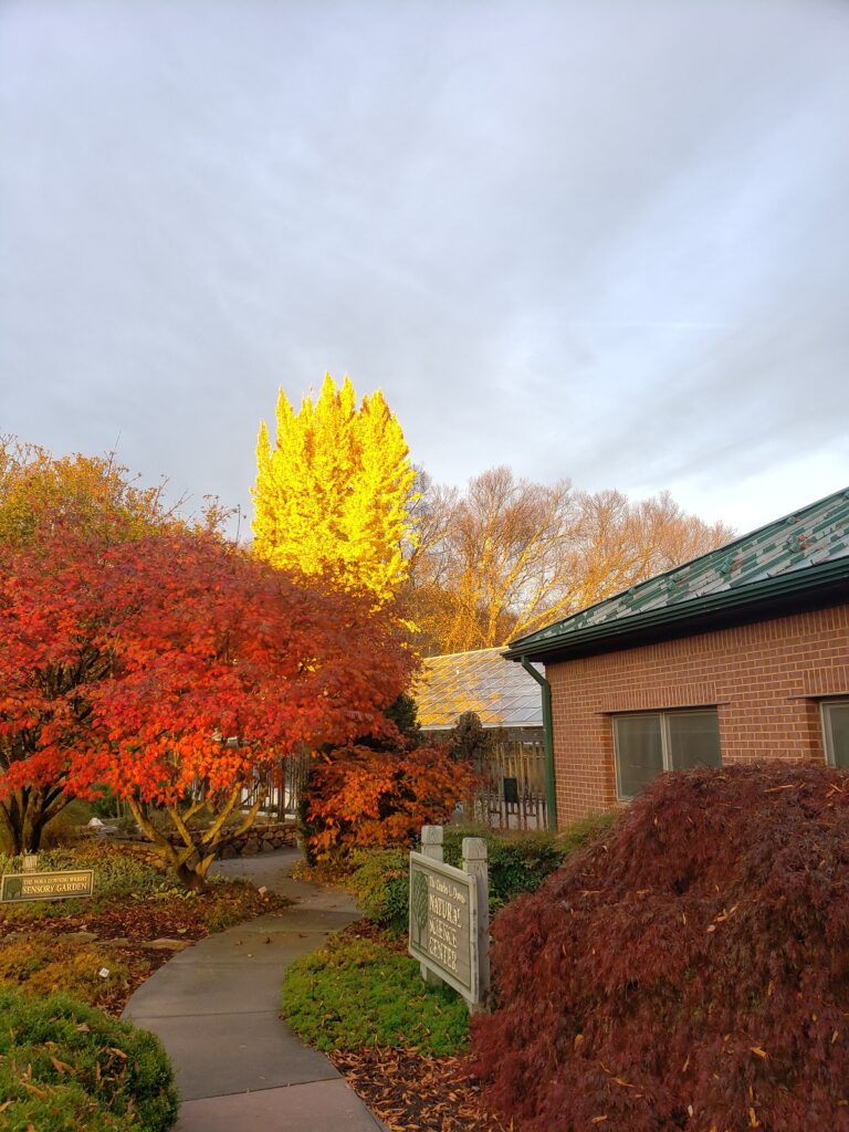 Ginkgo tree