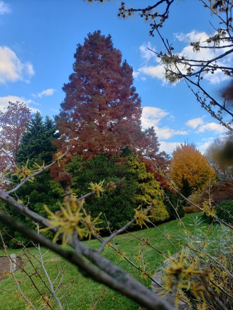 Deciduous conifers