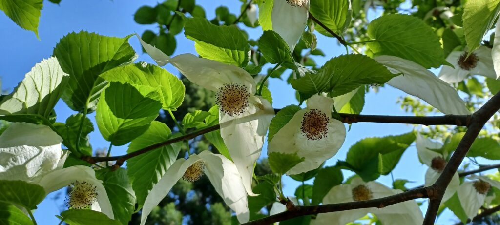 Dove tree