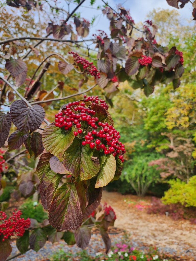 Possumhaw Viburnum