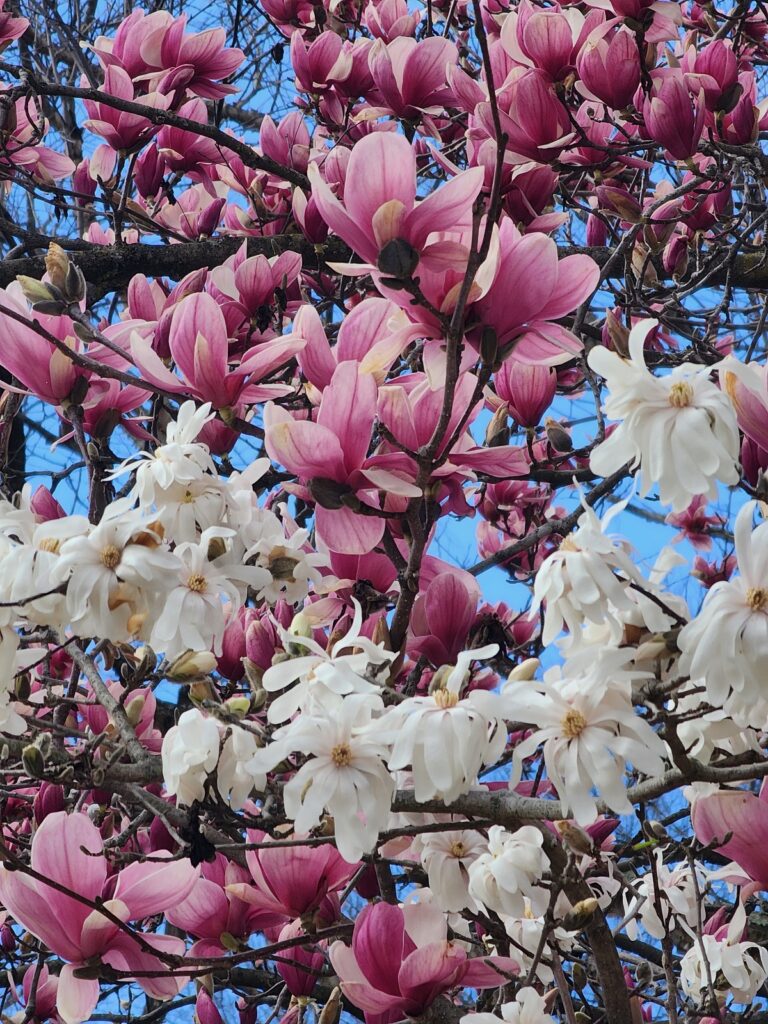 Saucer and star magnolias