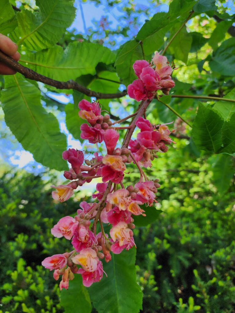 Horse chestnut tree