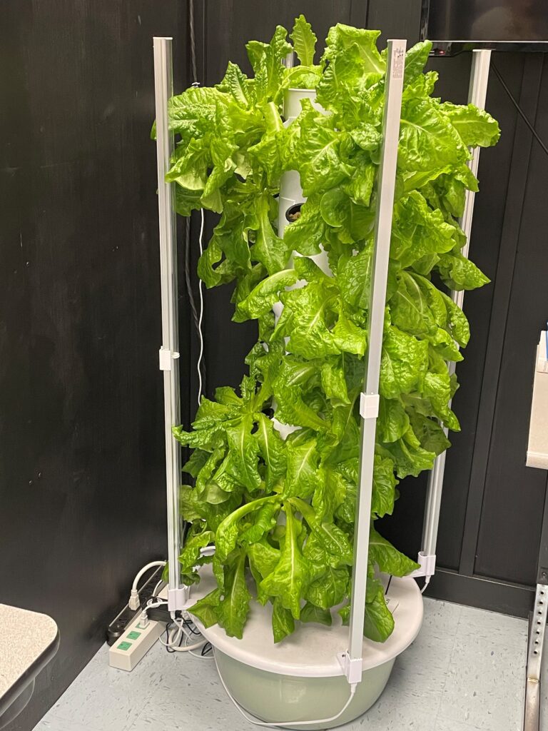 The five-week program used this hydroponics tower to grow Buttercrunch lettuce without soil.