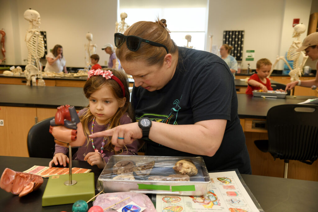 Stacie Deaver and Cerys Deaver, 4, examine a heart in the anatomy and physiology room during STEM Day. Photo by Natalee Waters.