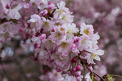 pink flowers