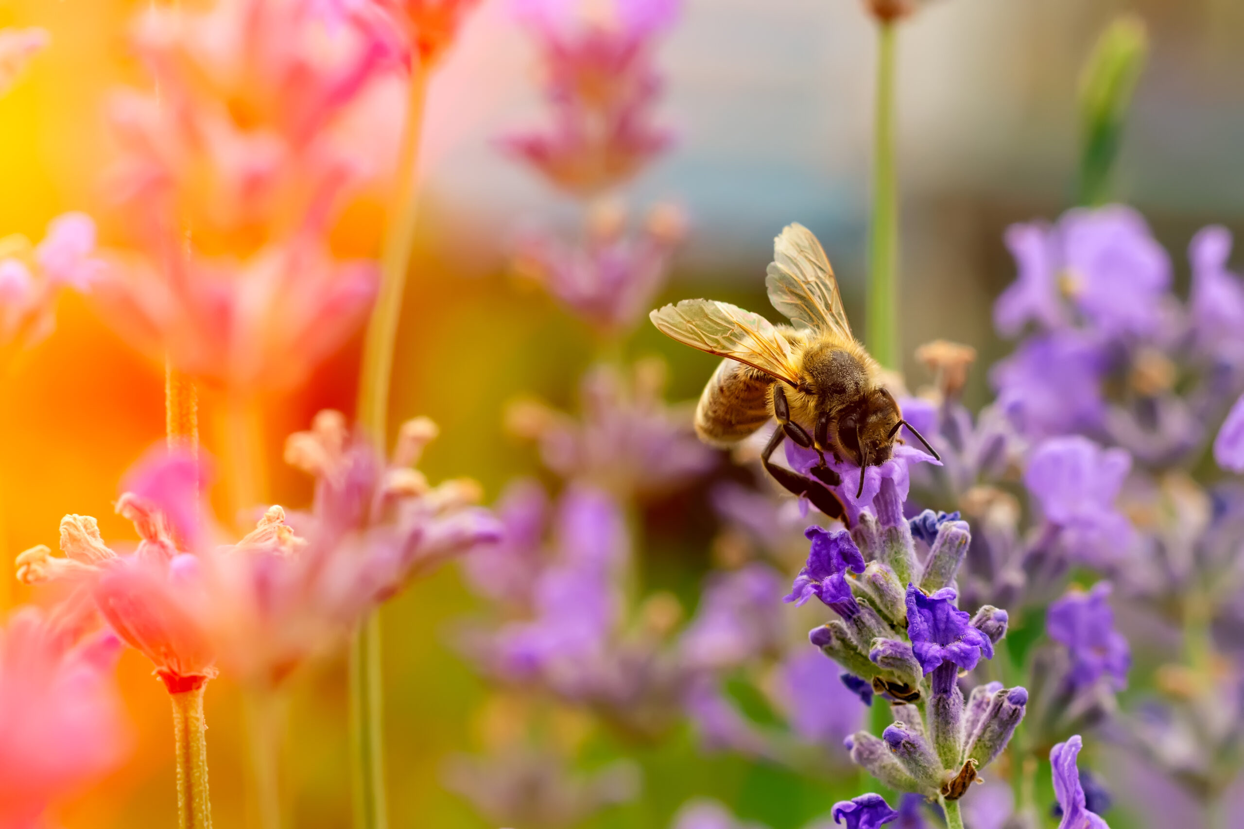 Bee on colorful flowers